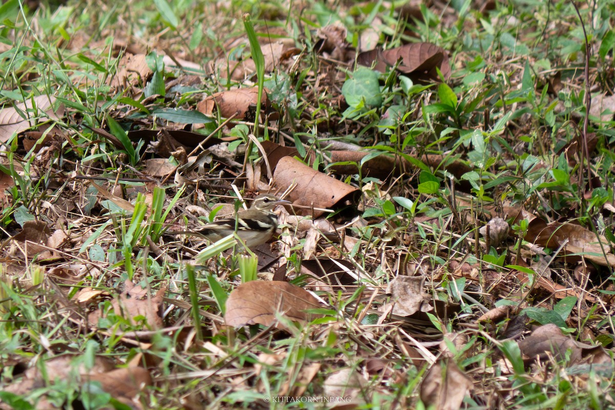 Forest Wagtail - ML611816761