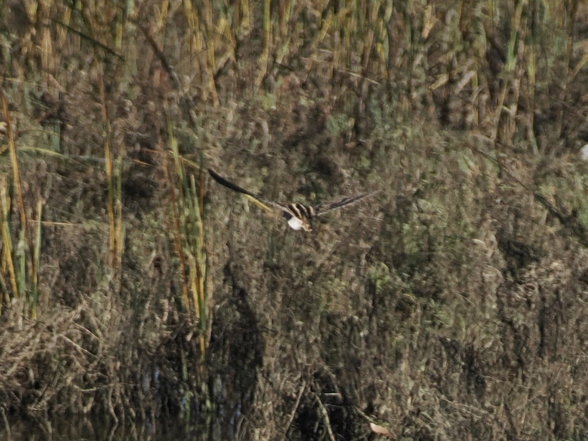 Wilson's Snipe - ML611816780