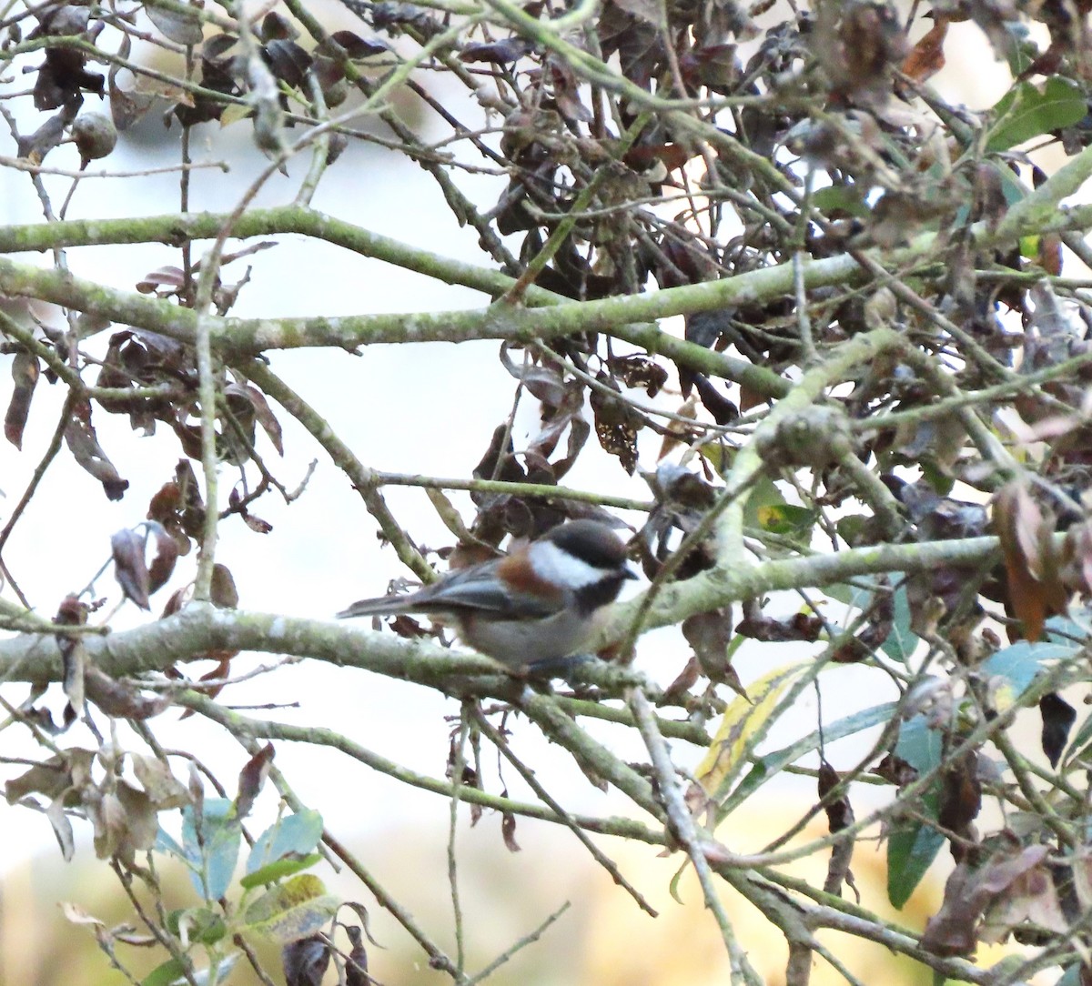 Chestnut-backed Chickadee - Becky Turley