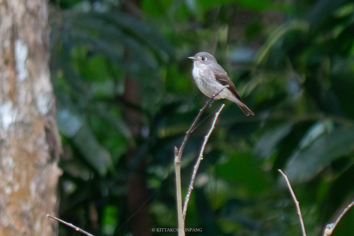 Asian Brown Flycatcher - ML611816955