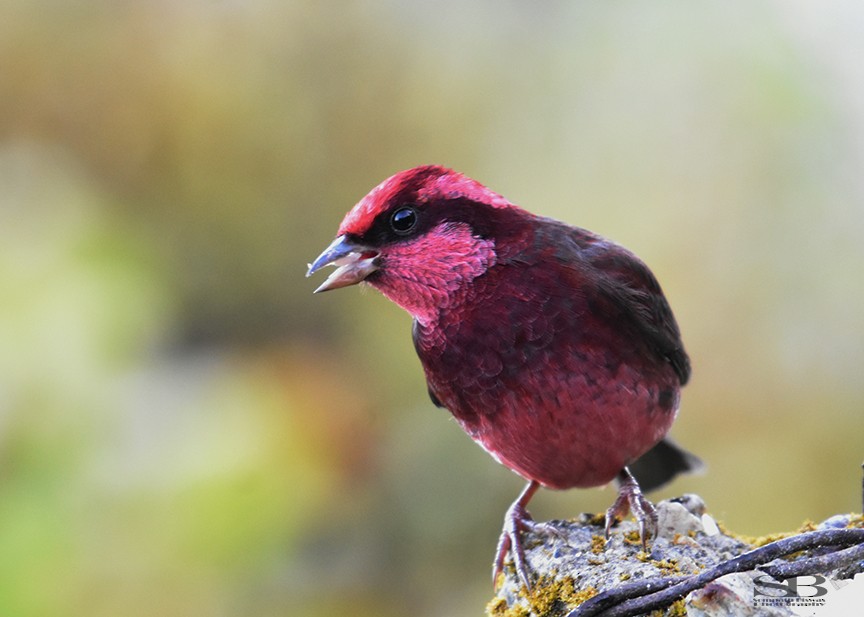 Dark-breasted Rosefinch - ML611816987