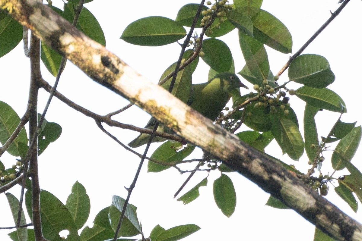 Dwarf Fruit-Dove - John Hiles