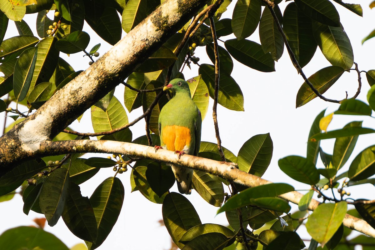 Orange-bellied Fruit-Dove - ML611817086