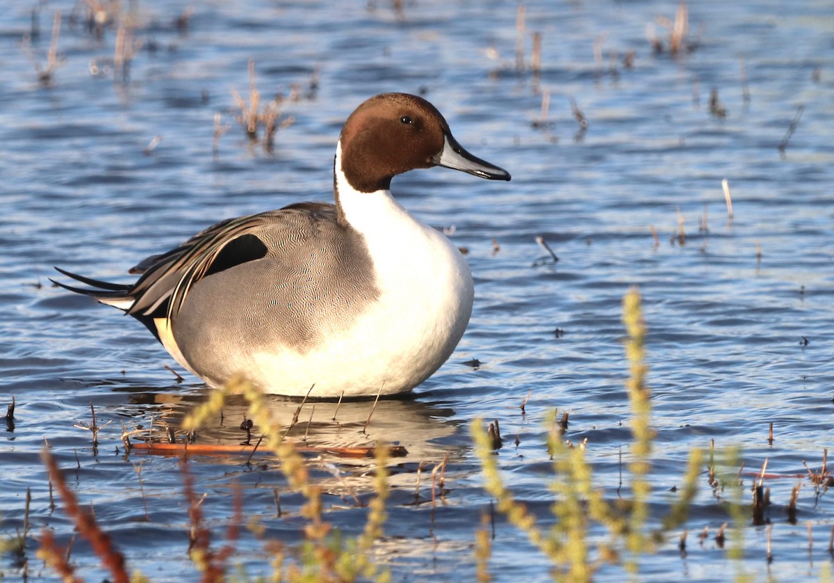 Northern Pintail - ML611817220