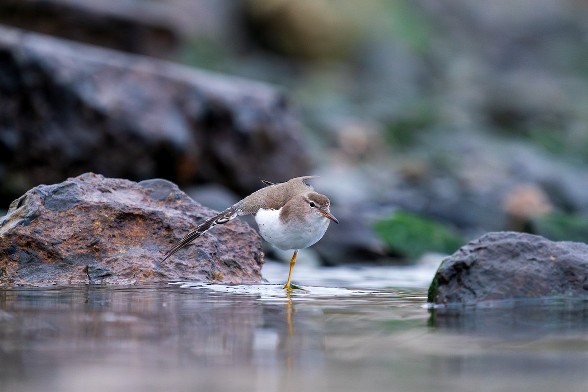 Spotted Sandpiper - L Lang