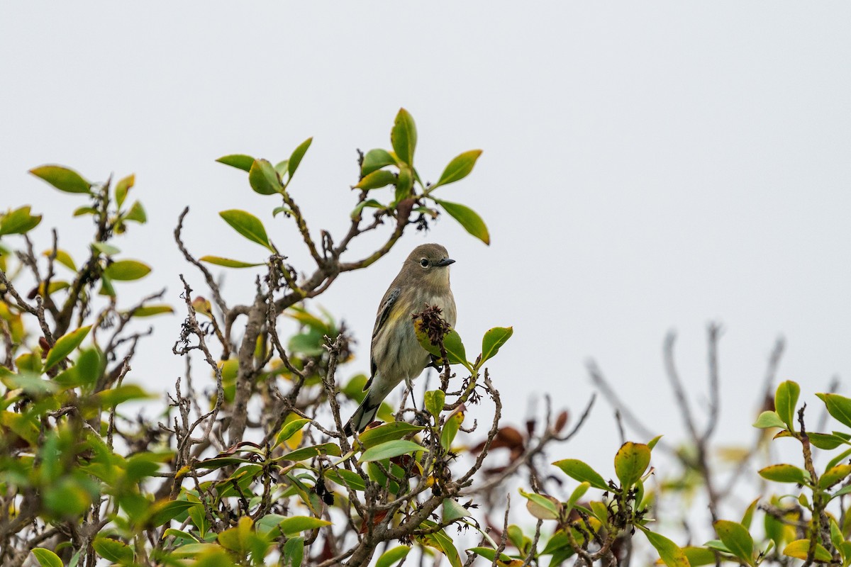 Yellow-rumped Warbler - L Lang