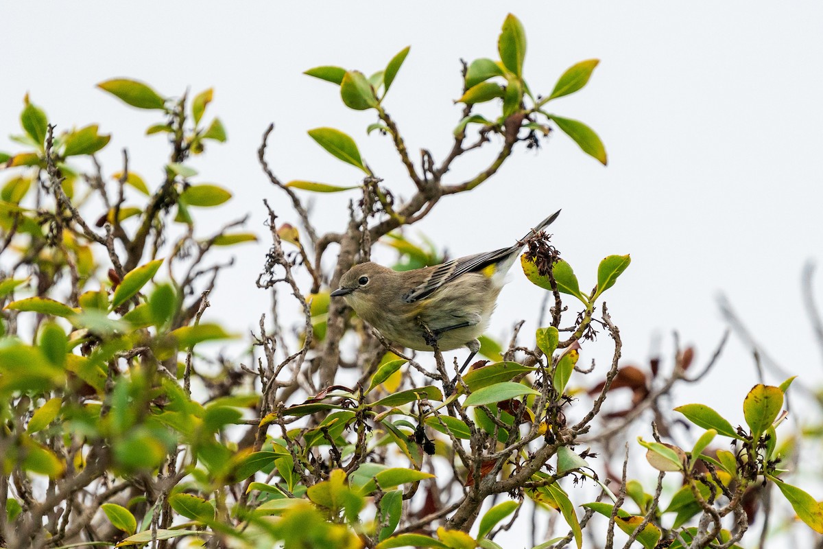 Yellow-rumped Warbler - ML611817375