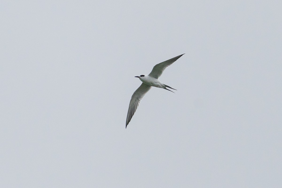 Forster's Tern - ML611817379