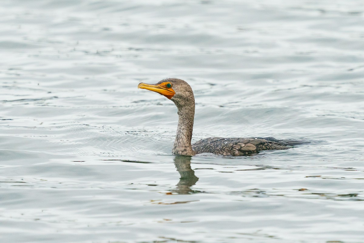 Double-crested Cormorant - L Lang