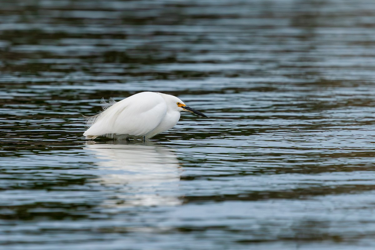 Snowy Egret - L Lang