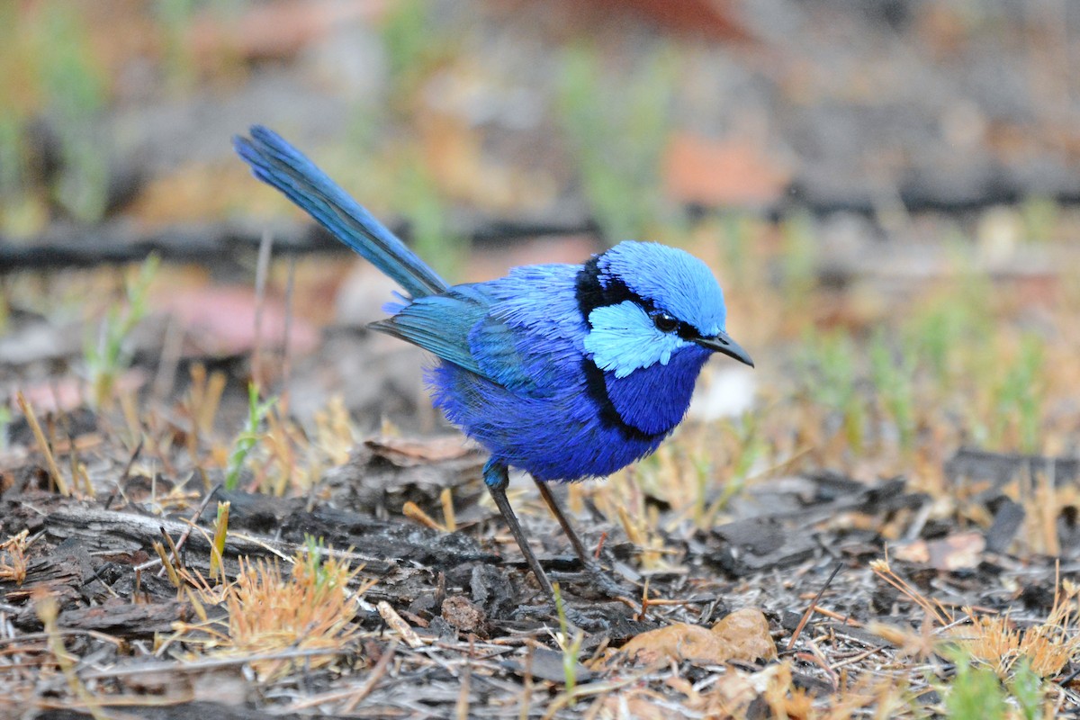 Splendid Fairywren - Gerald Allen