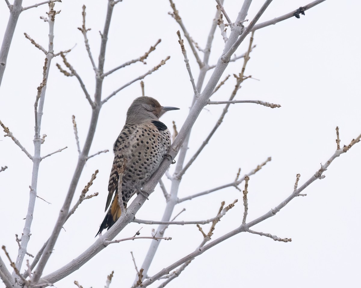 Northern Flicker (Yellow-shafted x Red-shafted) - ML611817472
