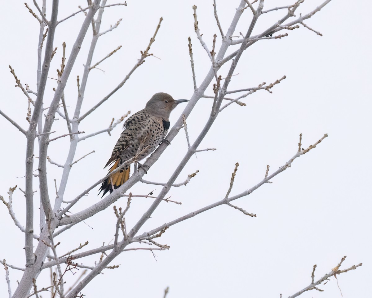 Northern Flicker (Yellow-shafted x Red-shafted) - ML611817473