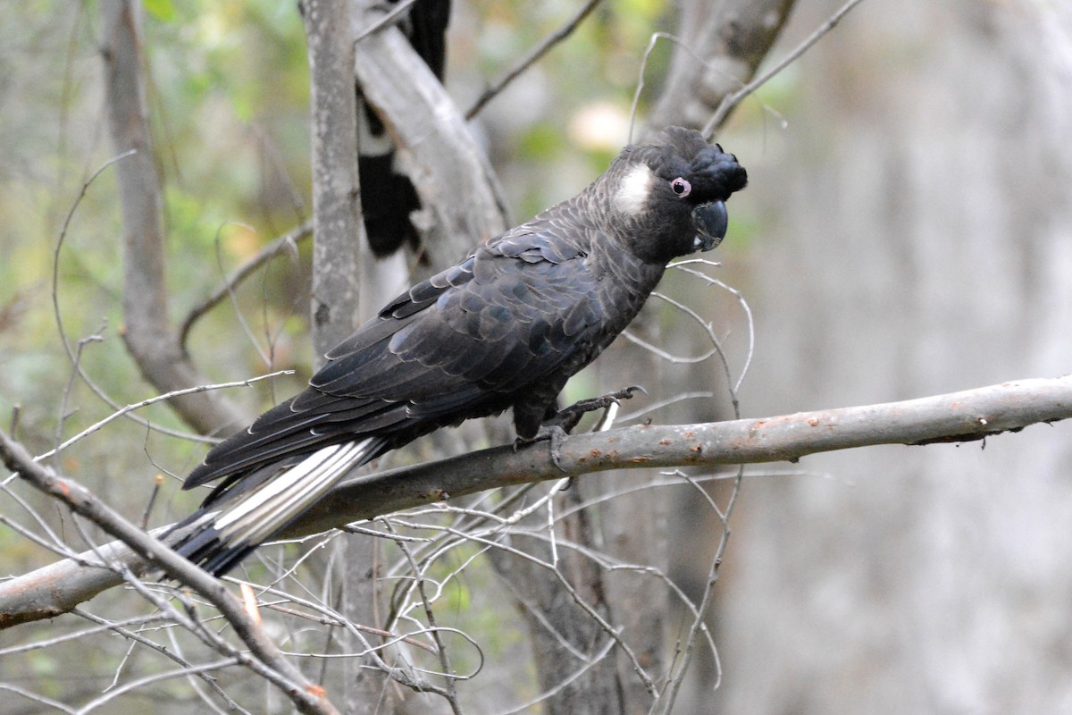 Cacatúa Fúnebre Piquicorta - ML611817478