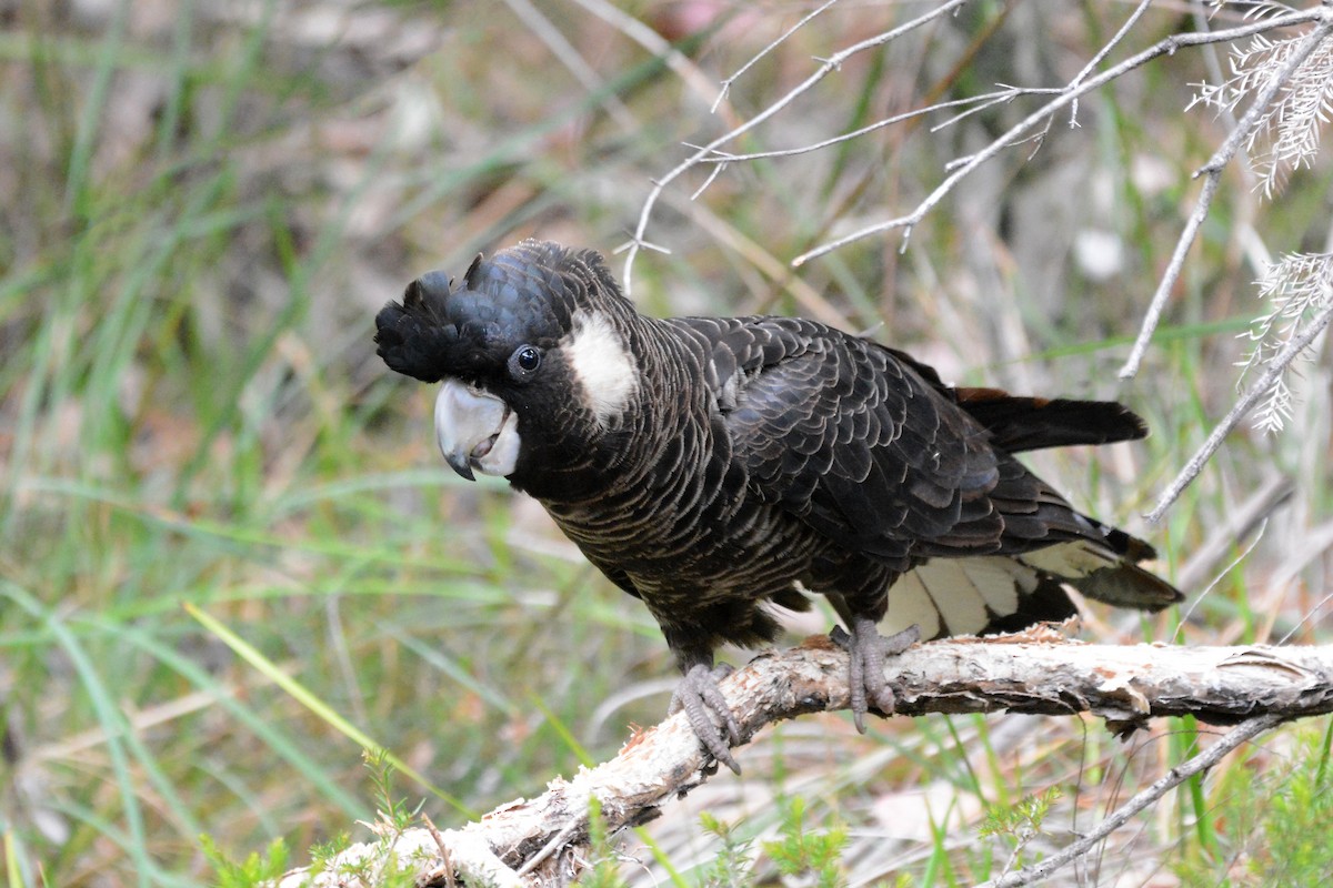 Carnaby's Black-Cockatoo - ML611817479