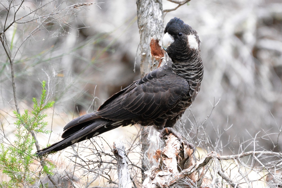 Carnaby's Black-Cockatoo - Gerald Allen