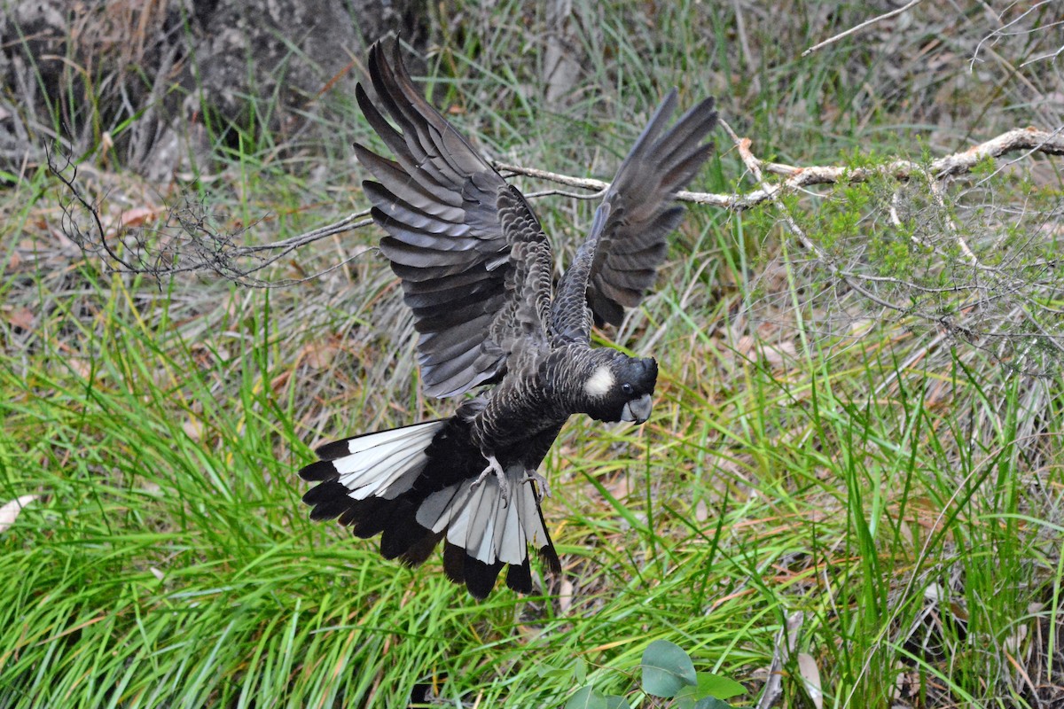 Carnaby's Black-Cockatoo - Gerald Allen