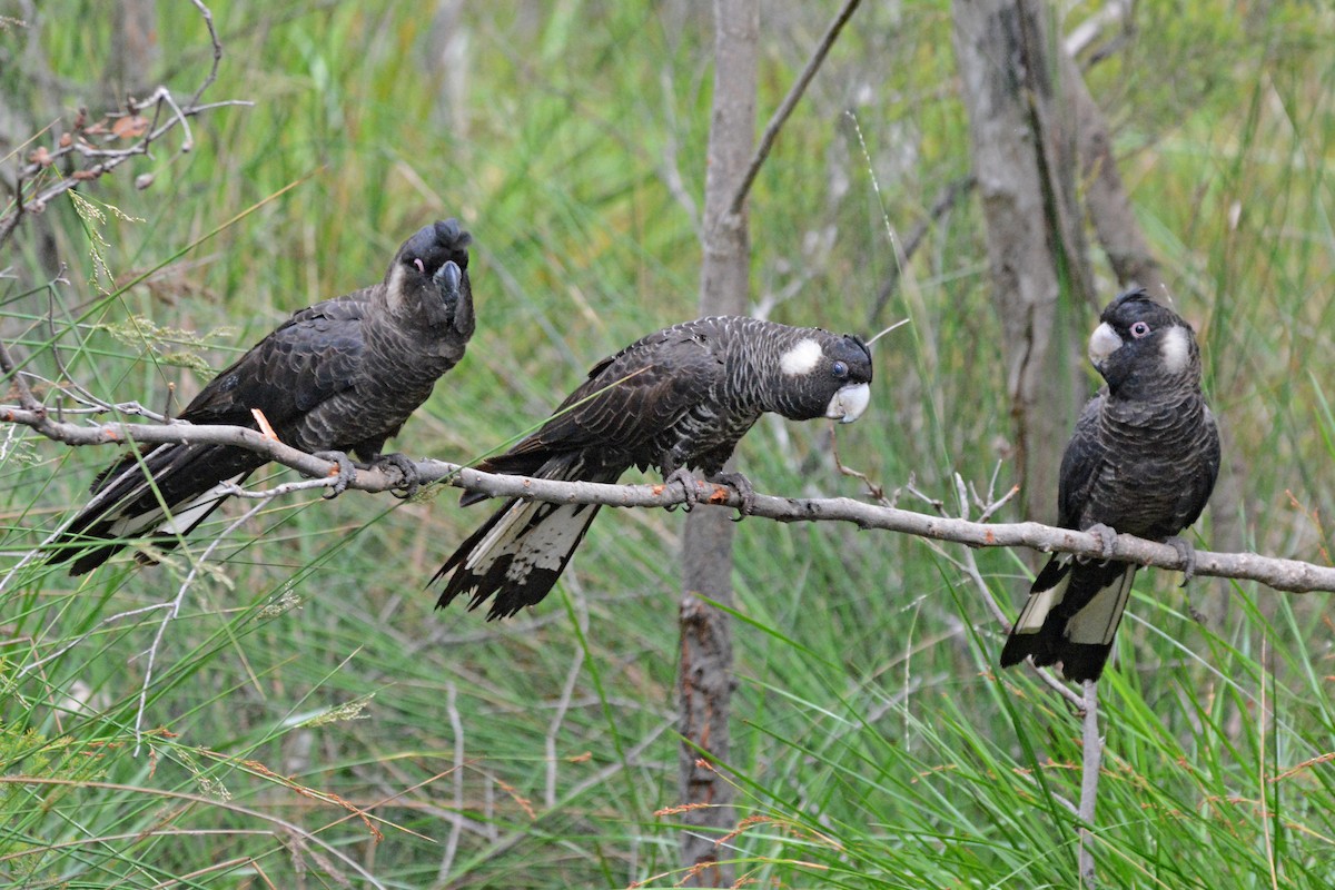 Carnaby's Black-Cockatoo - Gerald Allen