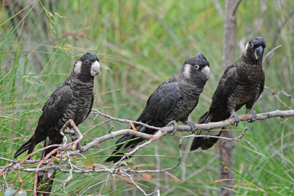 Carnaby's Black-Cockatoo - Gerald Allen