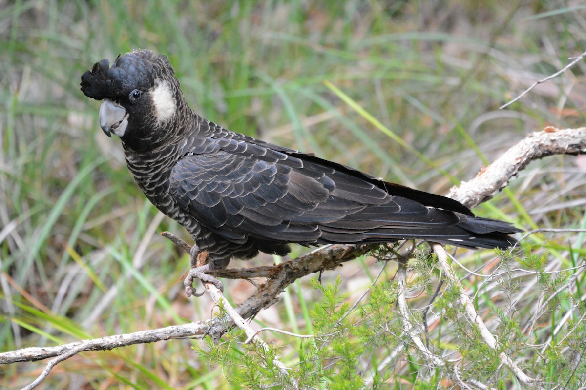 Cacatúa Fúnebre Piquicorta - ML611817485