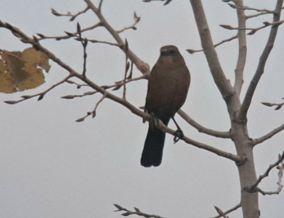 Boat-tailed Grackle - ML611817514