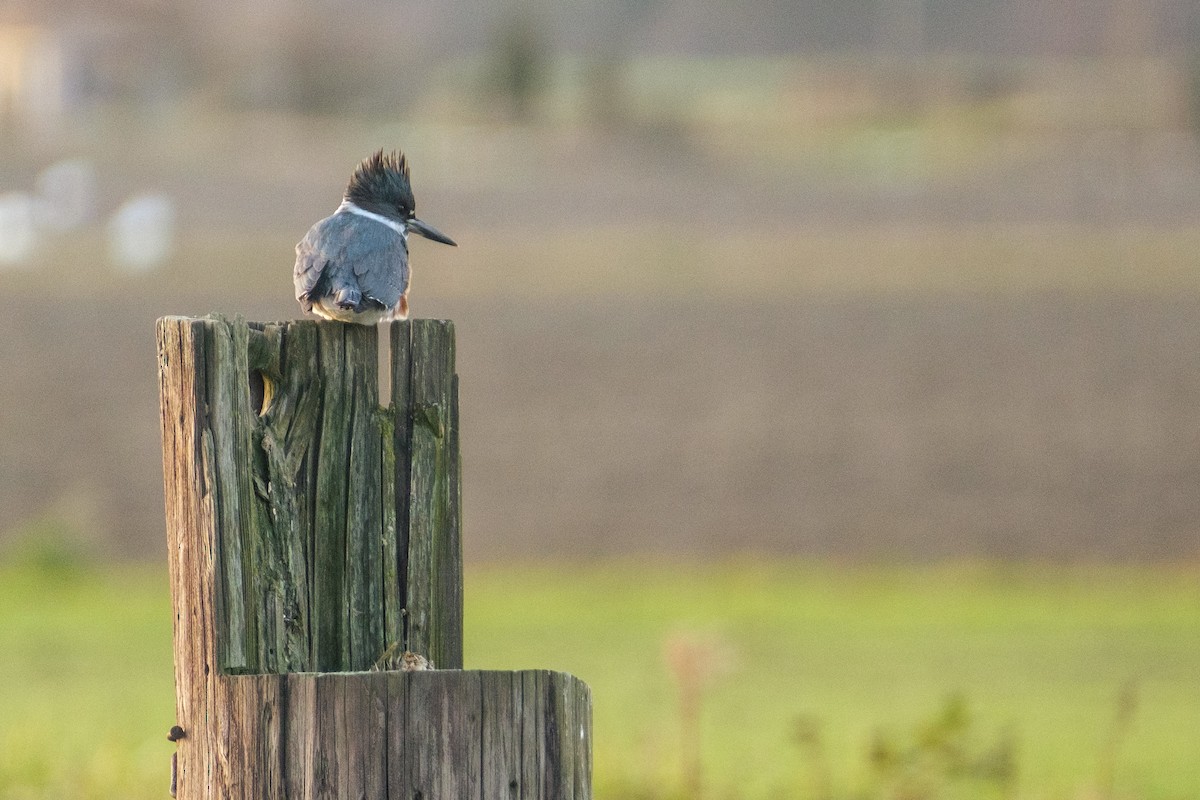 Belted Kingfisher - ML611817529