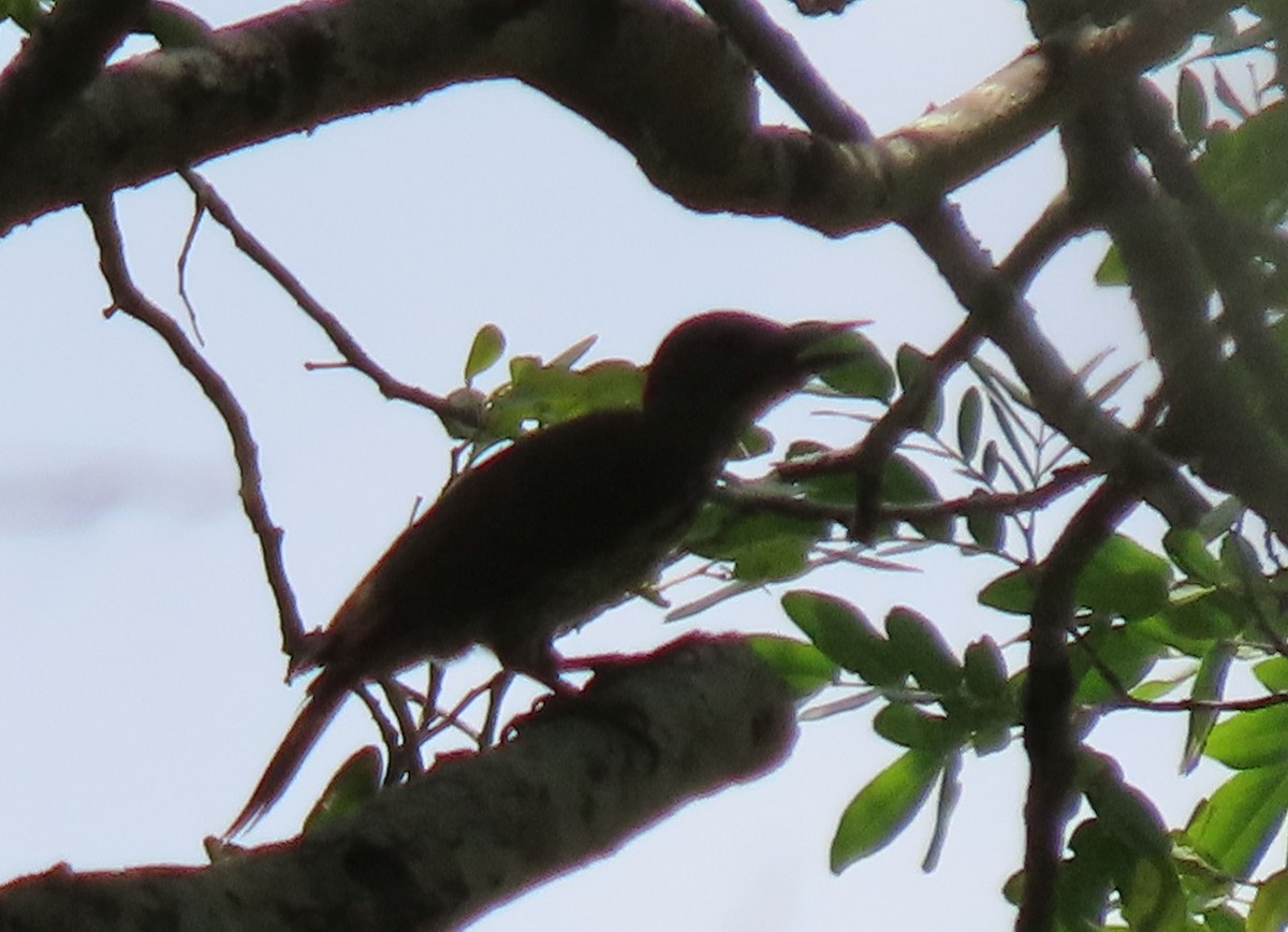 Mombasa Woodpecker - Thomas Brooks