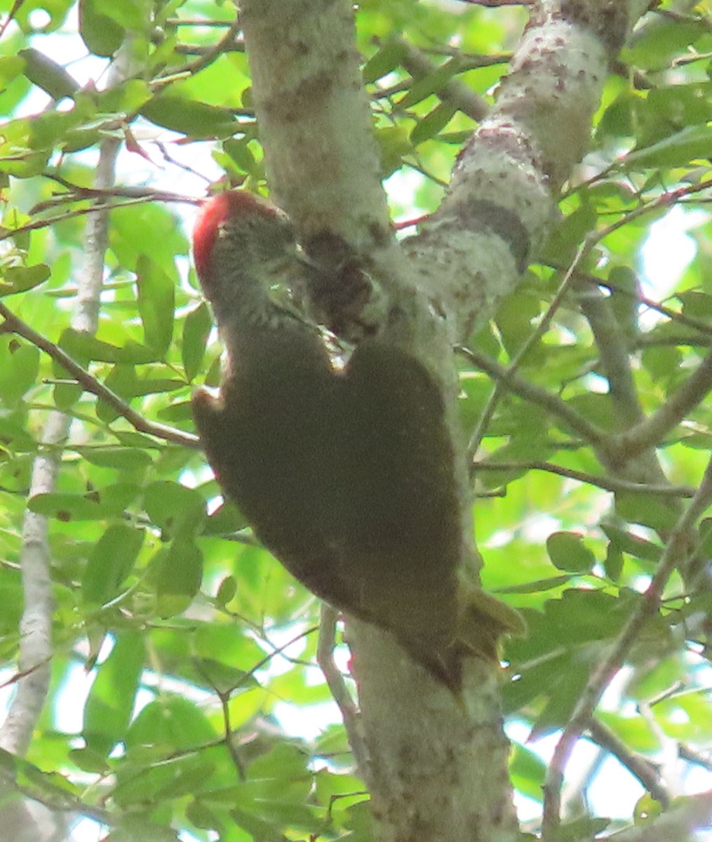 Mombasa Woodpecker - Thomas Brooks