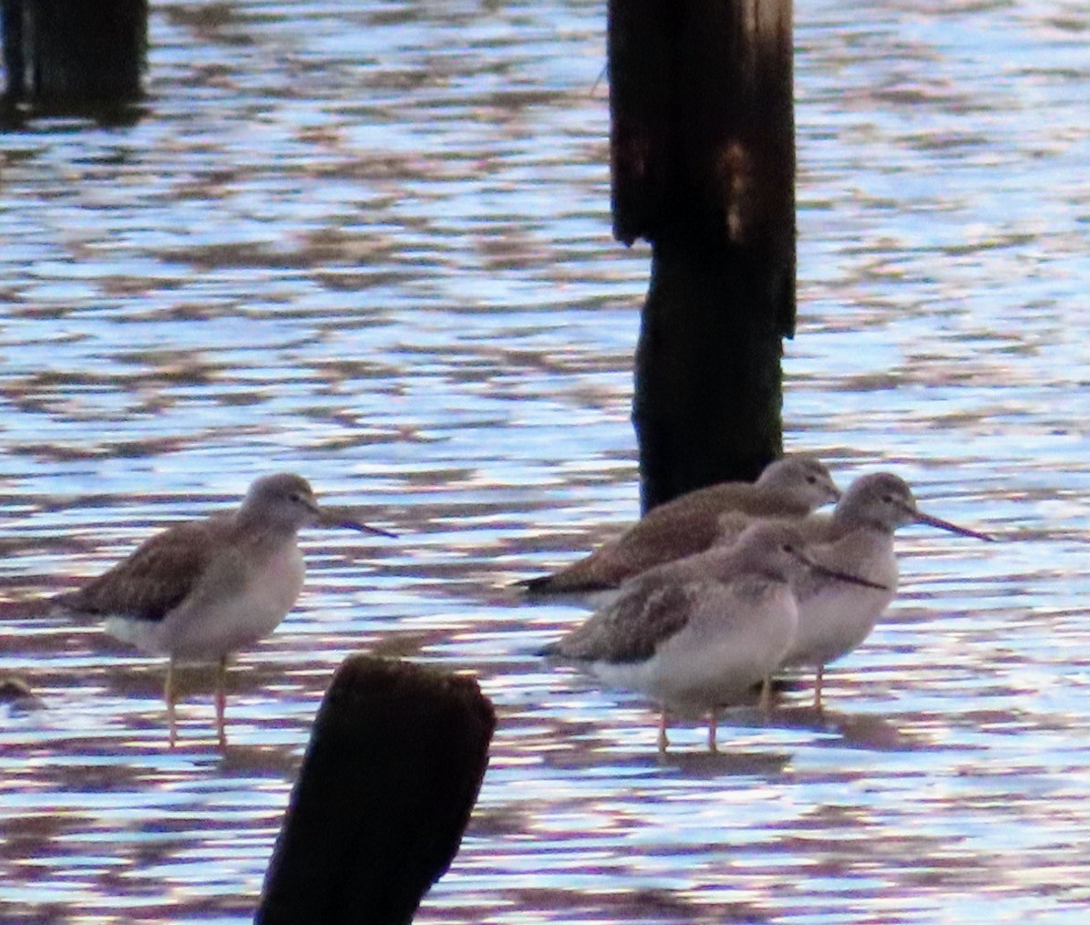 Greater Yellowlegs - Lani Sherman