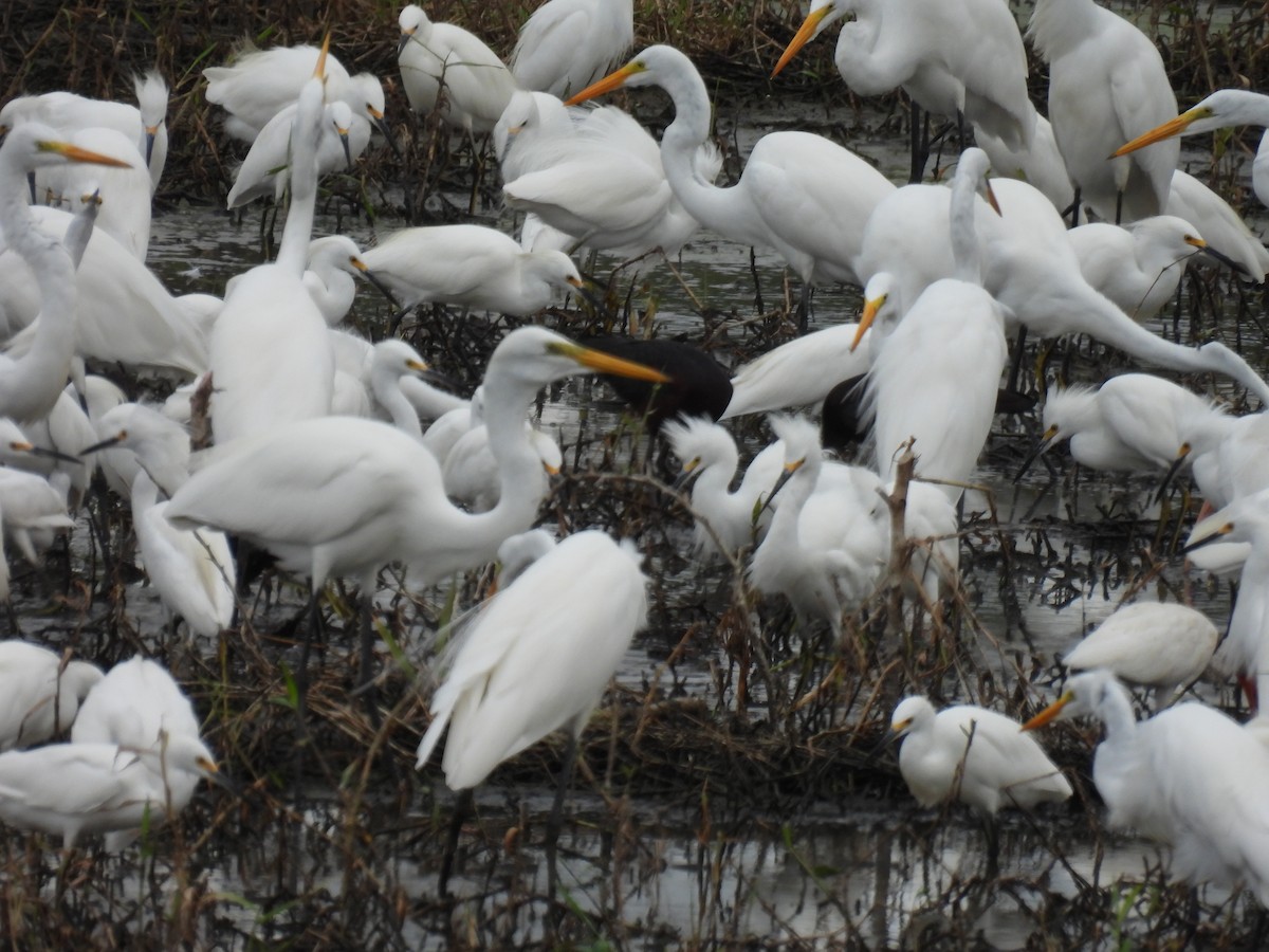 Great Egret - ML611817603