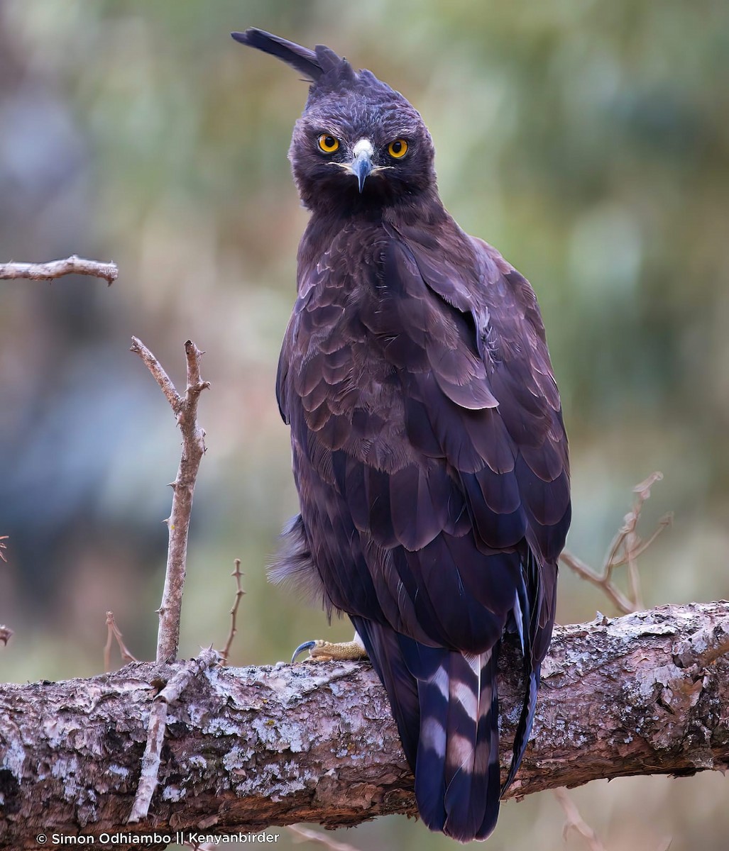 Long-crested Eagle - ML611817644