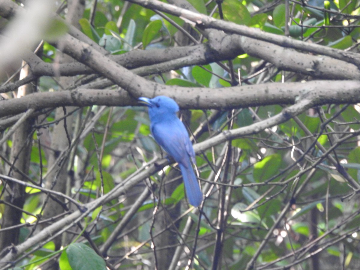 Blue Paradise-Flycatcher - ML611817653