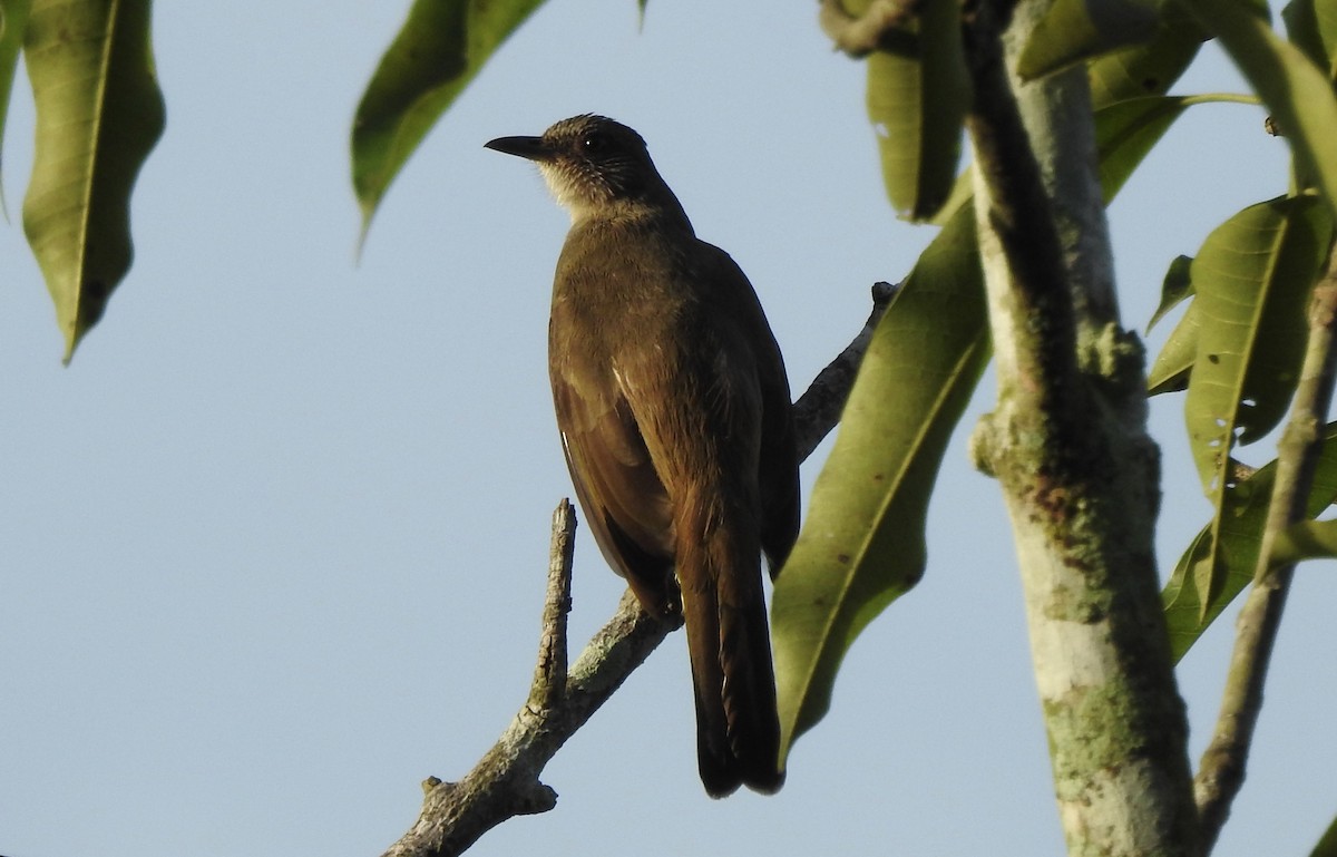 Ashy-fronted Bulbul - ML611817656