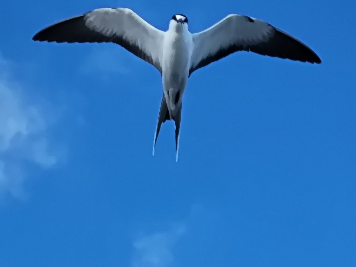 Sooty Tern - ML611817668