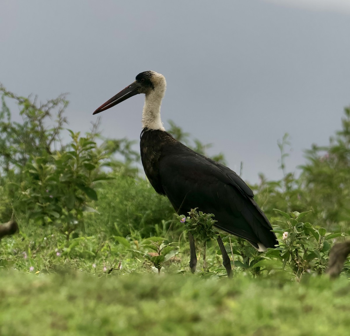 African Woolly-necked Stork - ML611817729