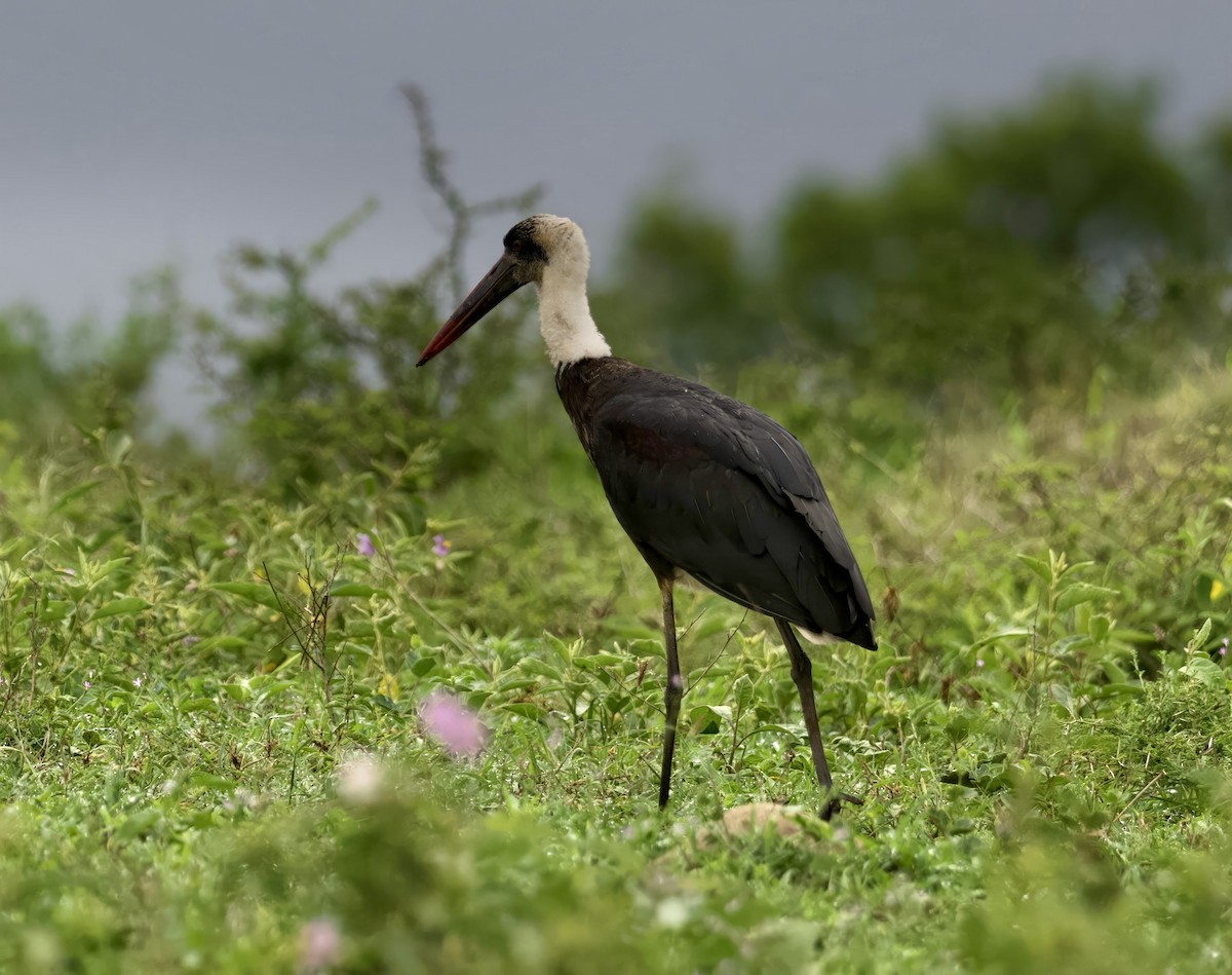 African Woolly-necked Stork - ML611817730