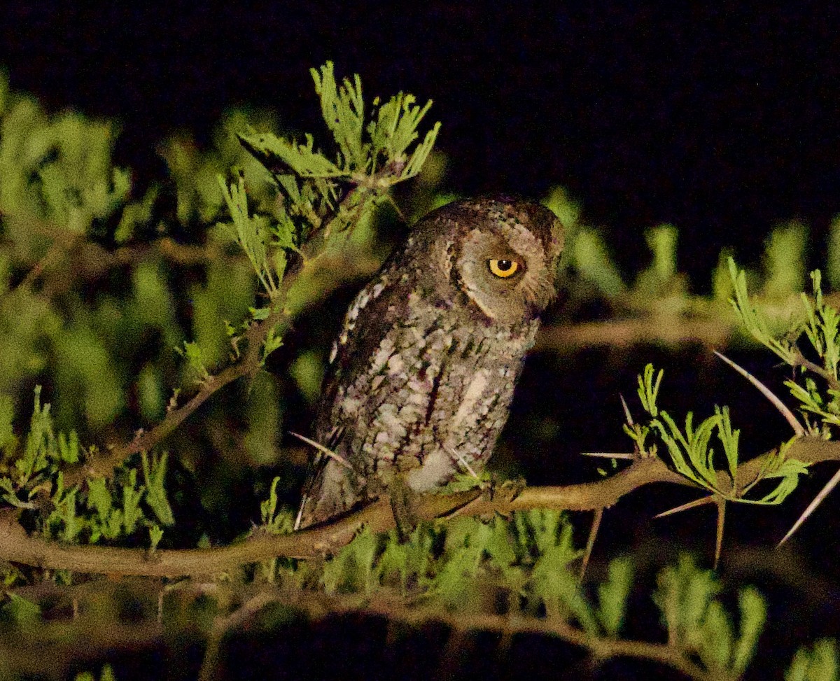 African Scops-Owl - ML611817744