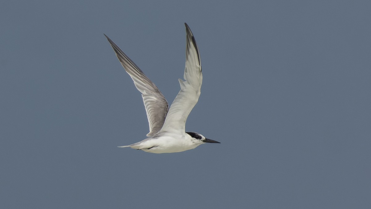 Little Tern - David Newell