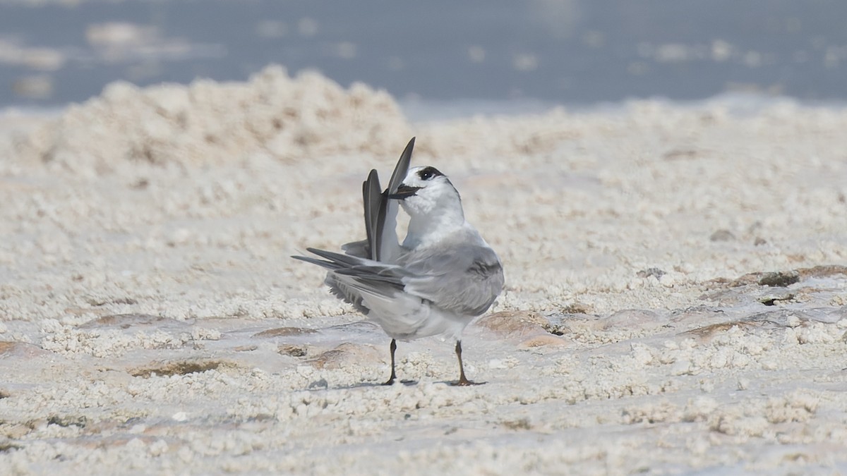 Little Tern - David Newell