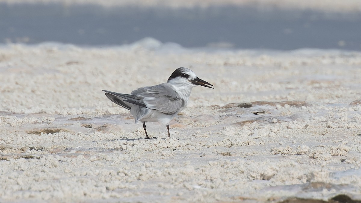 Little Tern - David Newell