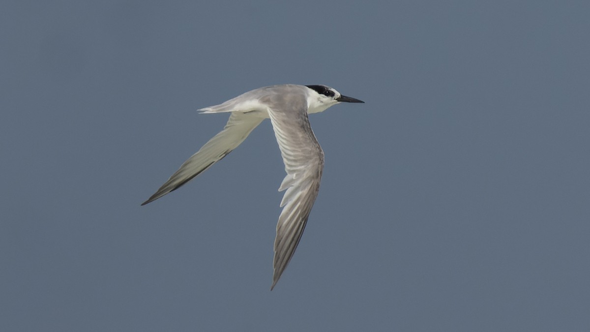 Little Tern - David Newell