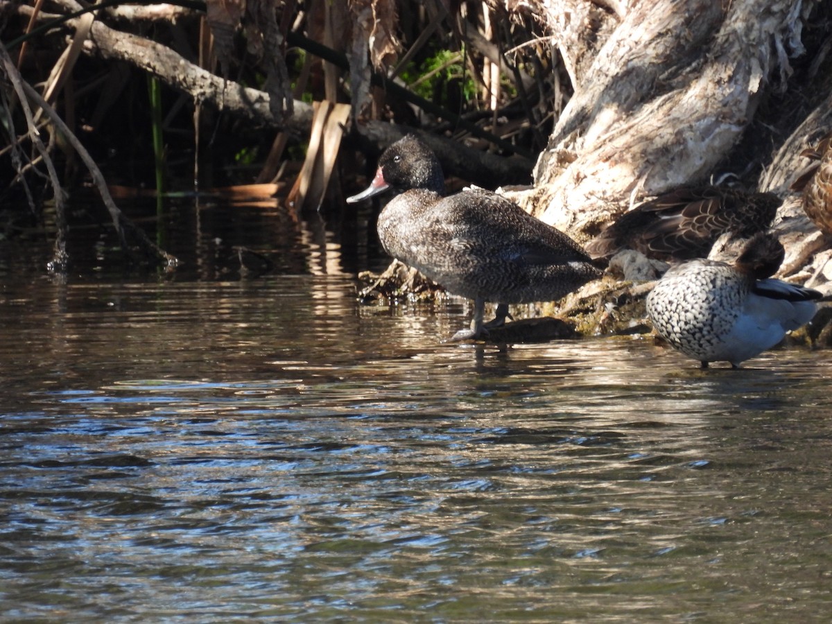 Freckled Duck - ML611817863