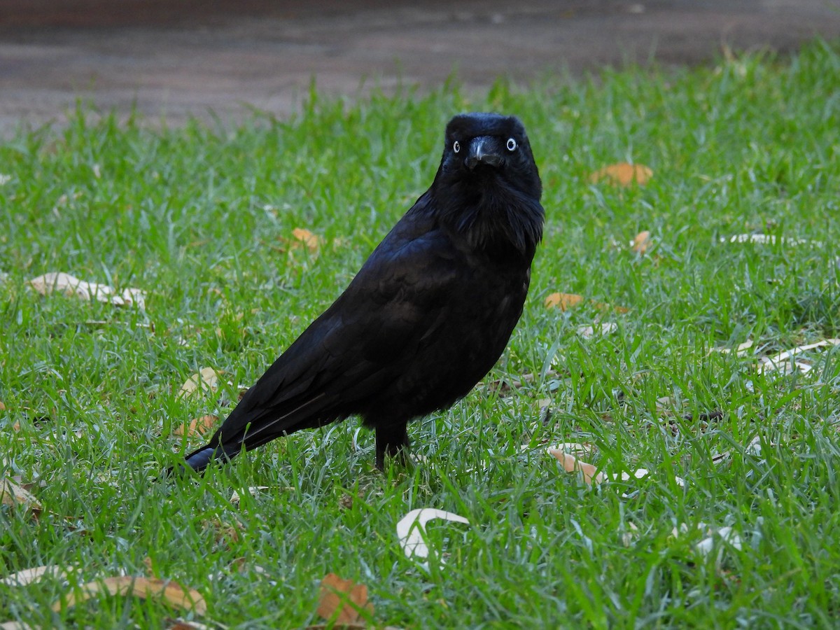 Australian Raven - ML611817868