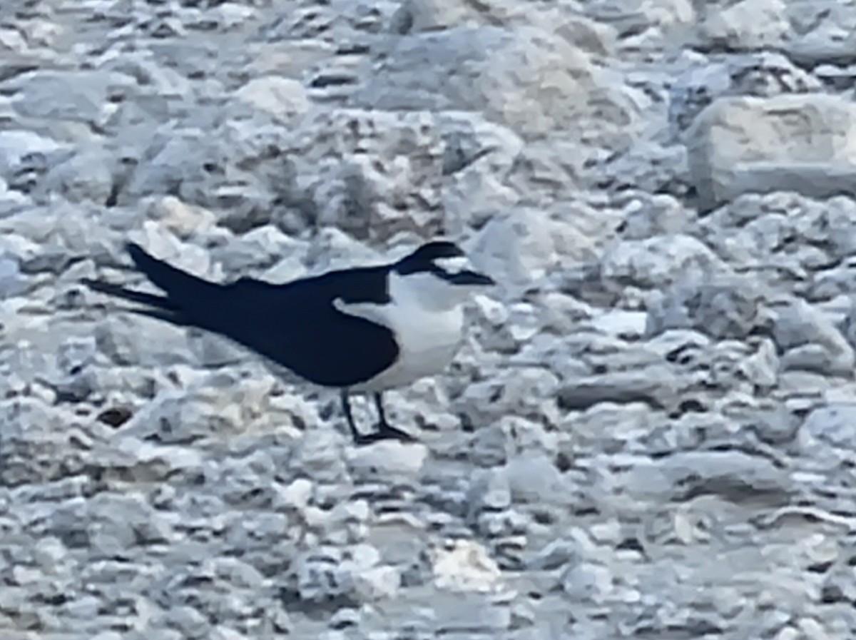 Sooty Tern - Floren LeBaron