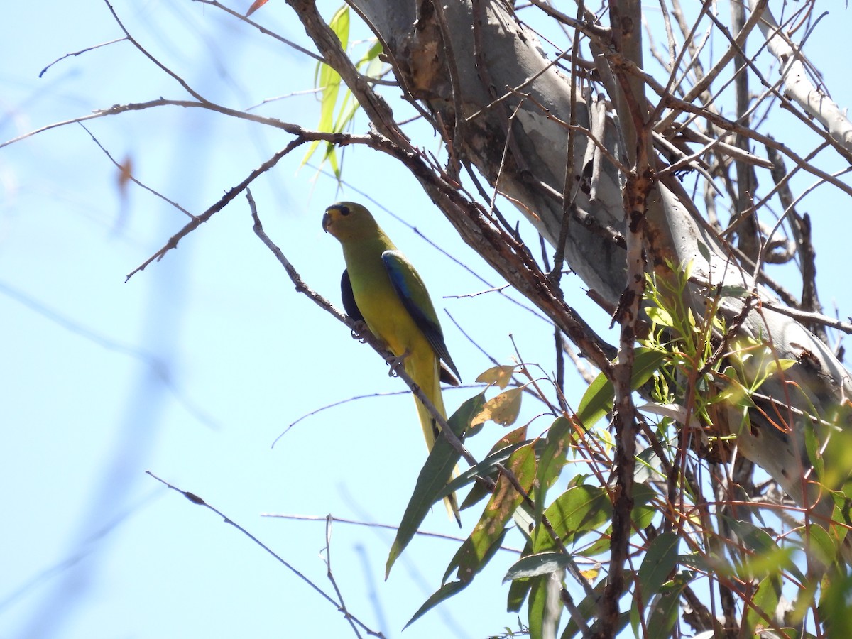 Elegant Parrot - ML611817882