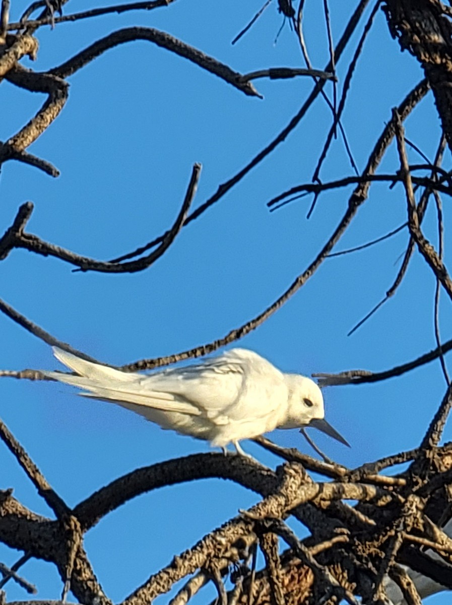 White Tern - Floren LeBaron