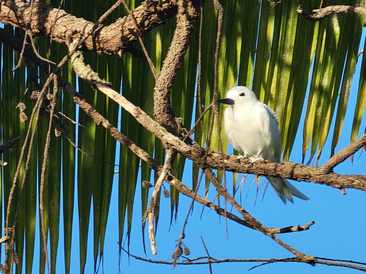 White Tern - Floren LeBaron