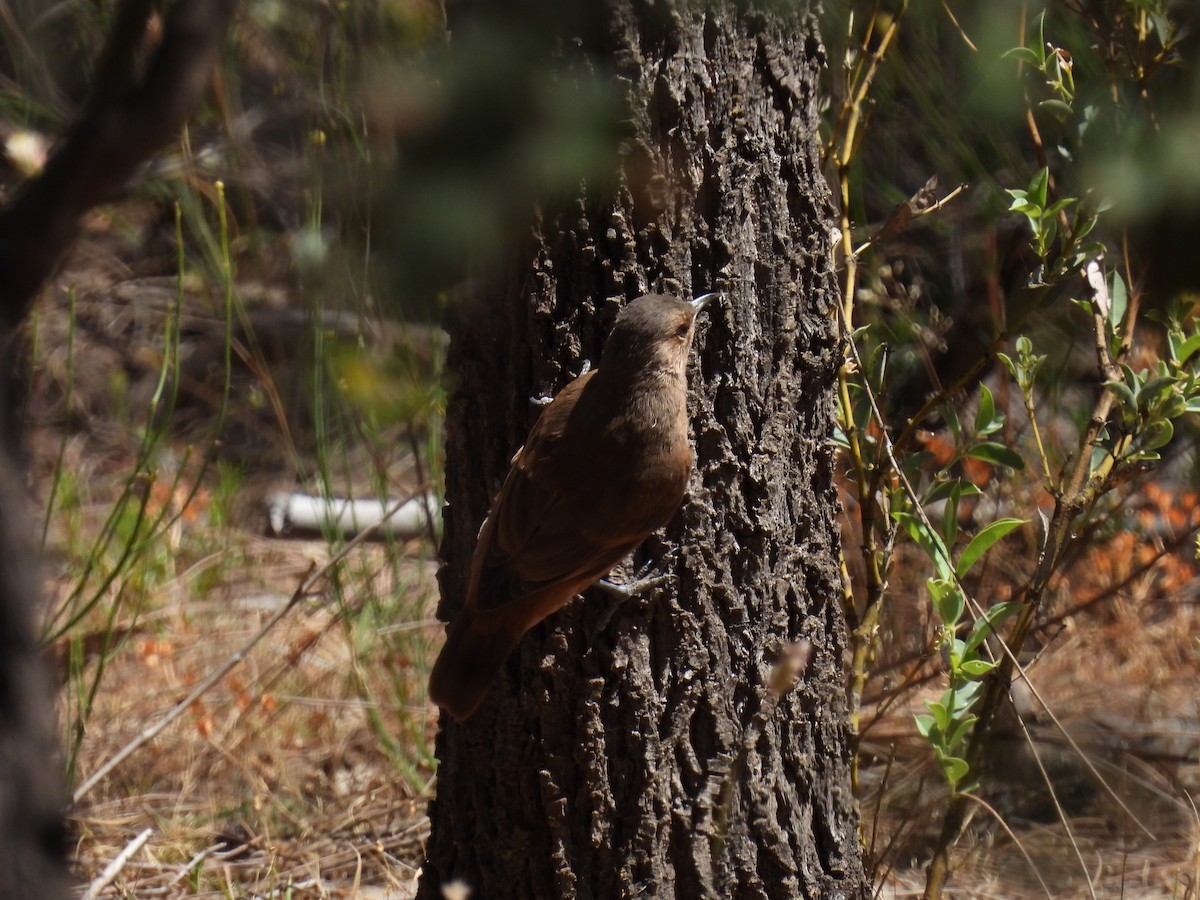 Rufous Treecreeper - ML611817913