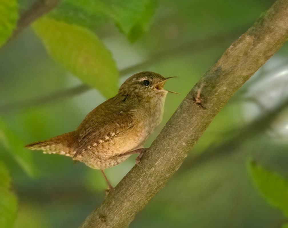 Eurasian Wren - ML611817921