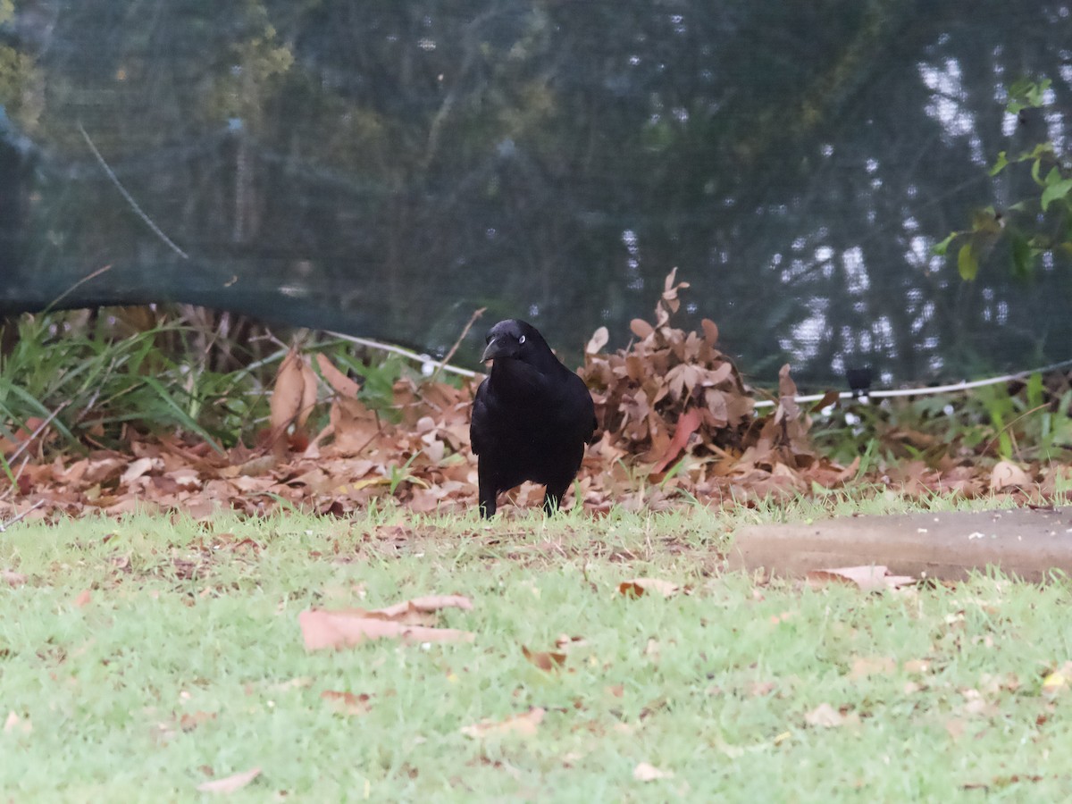 Cuervo de Tasmania - ML611817953